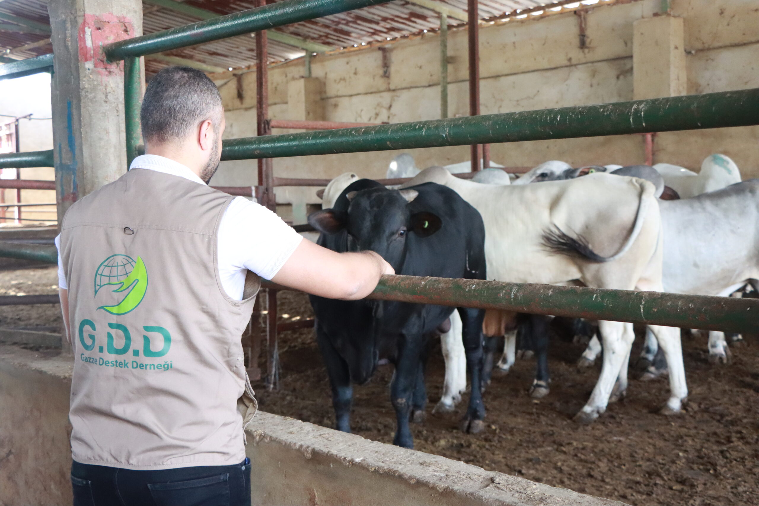 Gazze Destek Begins Qurban Inspection in Lebanon